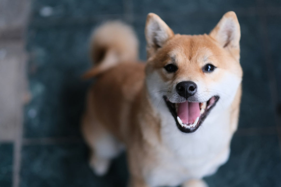 is a shiba inu a prey breed