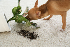 what plants make dogs sick