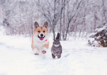 is artificial snow toxic to dogs