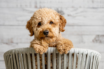 are goldendoodles good therapy dogs