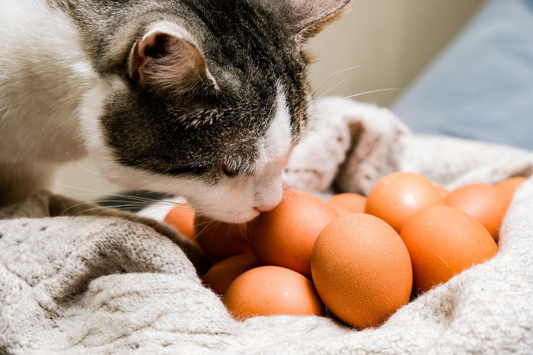 cat eat raw egg