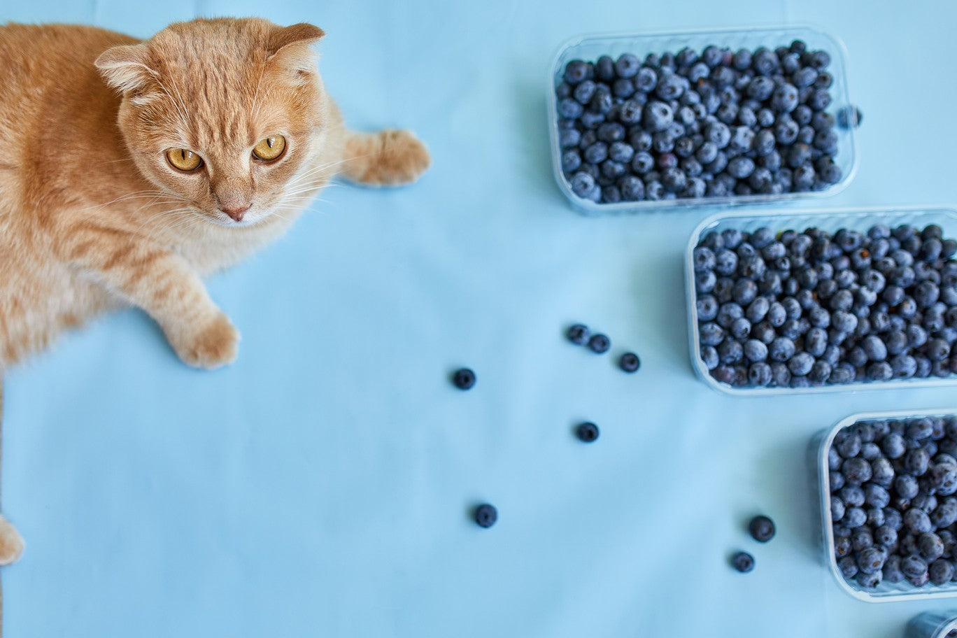 Can Cats Eat Blueberries? Dutch