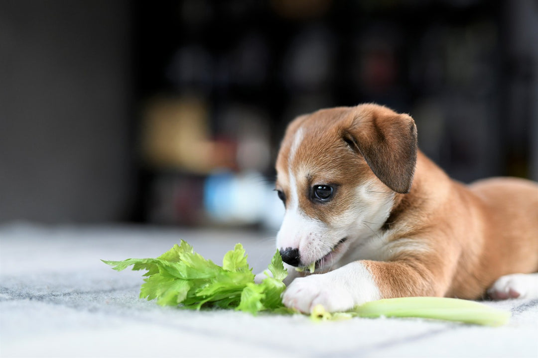 can greyhounds eat celery