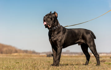 can a alopekis and a cane corso be friends