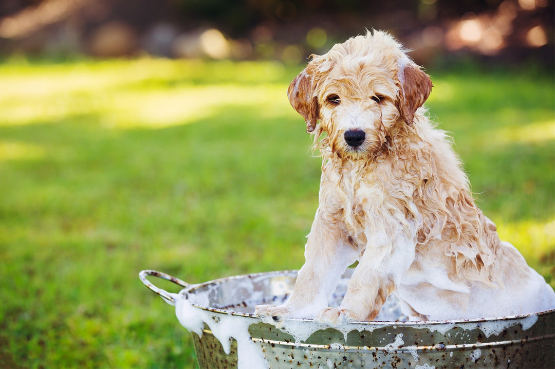 can skunk spray blind a dog