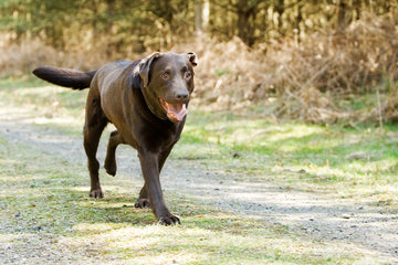 why does my dog limp after a long walk