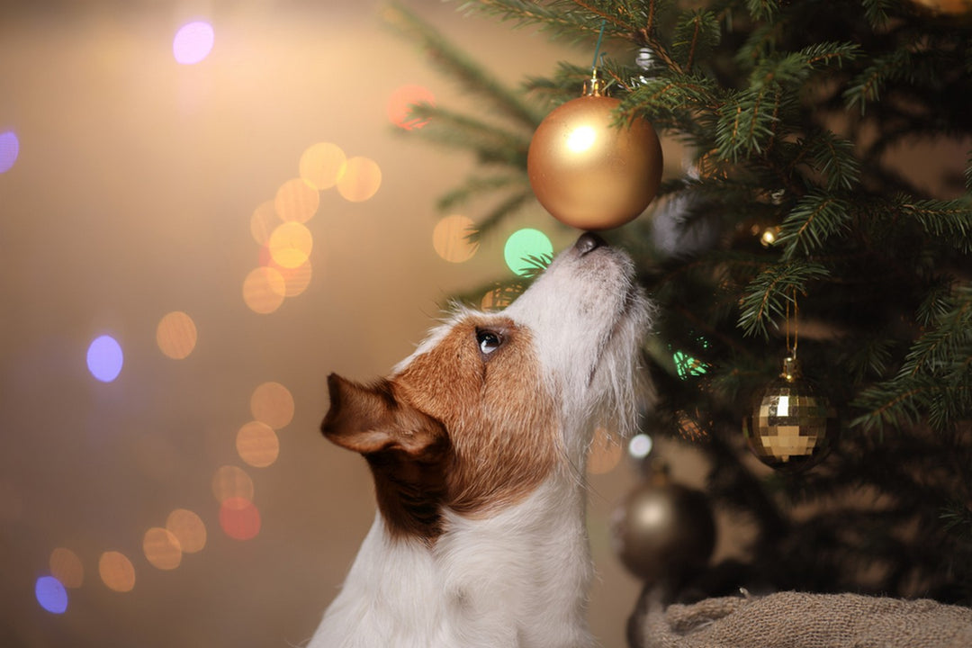 can you have a christmas tree with a puppy