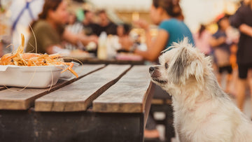 can french fries kill dogs