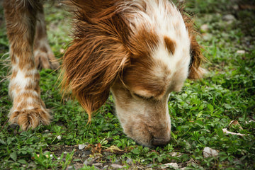 does cat poop make dogs sick