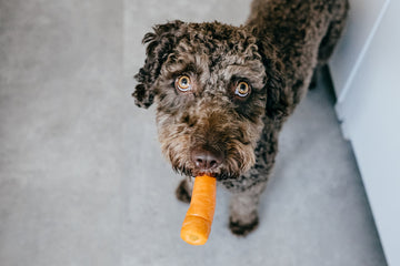 can puppies have carrots to chew