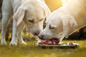 are cooked ham bones safe for dogs to eat
