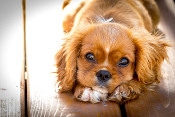 do dogs lose hair with age