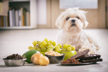 can a dog eat raisin bread