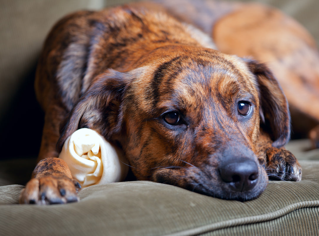 how much does plott hound maintenance cost