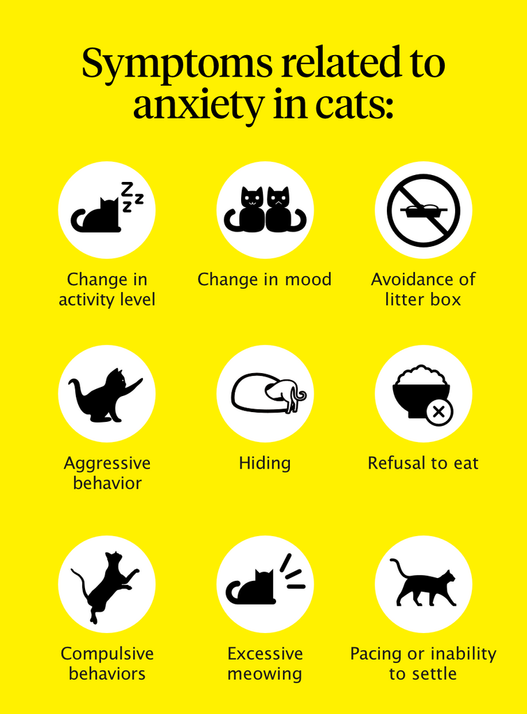 travel anxiety in cats
