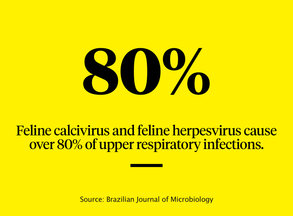 Graphic stating that feline calicivirus and feline herpesvirus cause over 80% of upper respiratory infections.