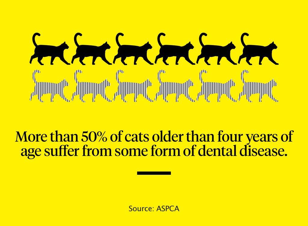 Graphic stating that more than 50% of cats older 4 years suffer from dental disease