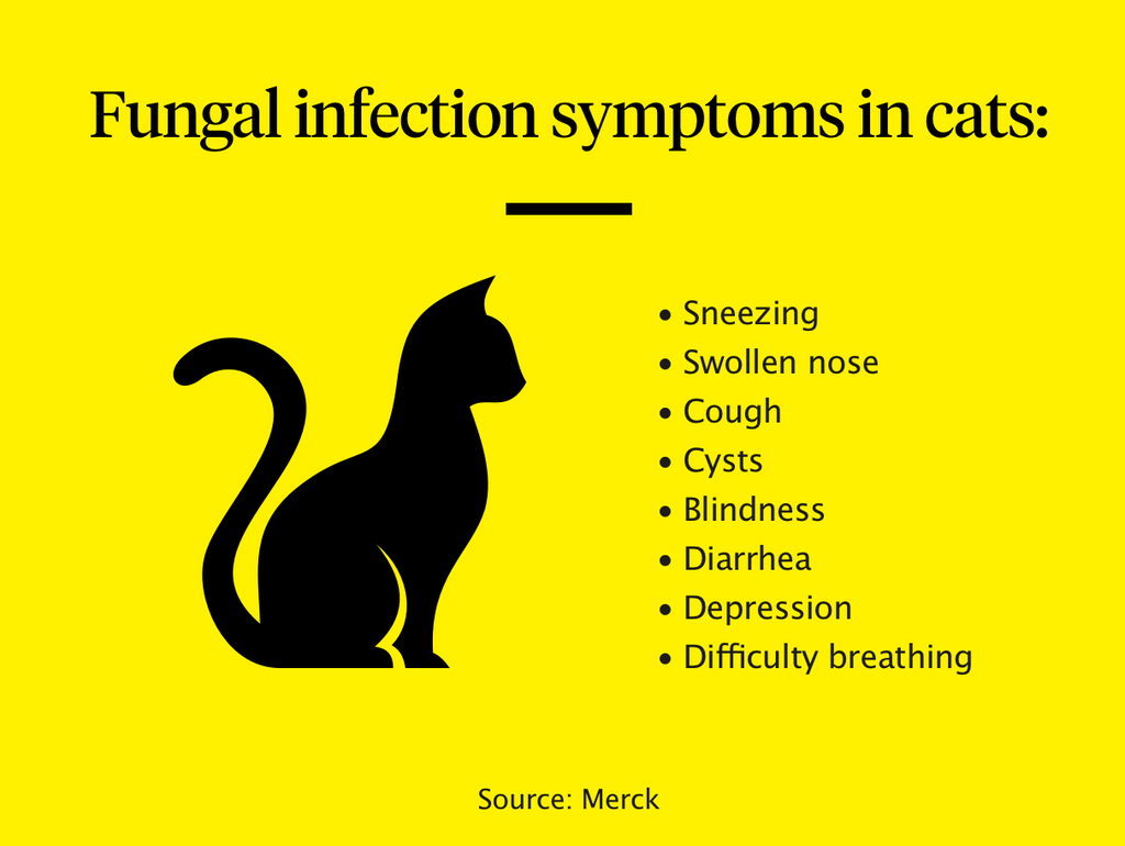 Fungal infection symptoms in cats