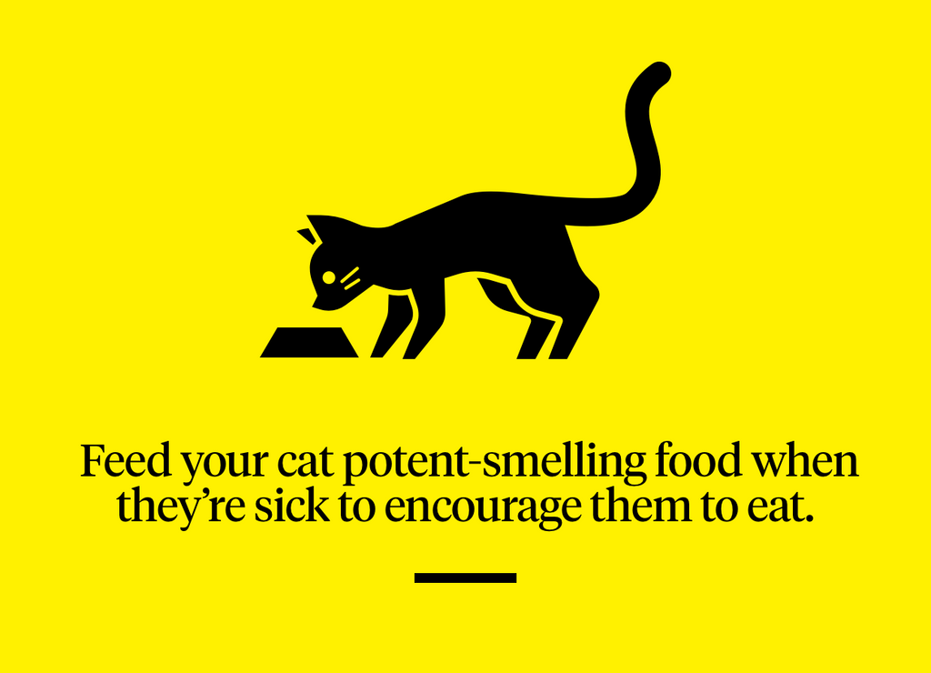 Feed your cat potent-smelling food when sick to encourage them to eat
