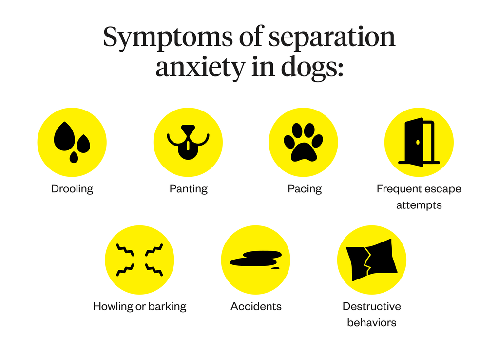Image shows symptoms of separation anxiety in dogs
