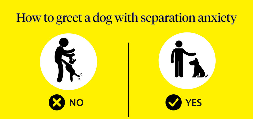 Graphics shows the correct and incorrect ways to greet a dog with separation anxiety