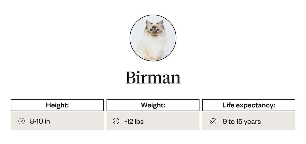 Physical Attributes of Birmans