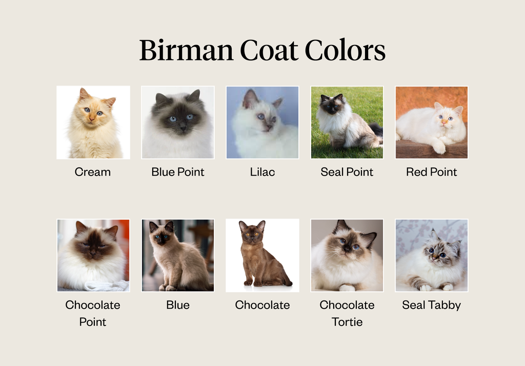 Birman coat colors