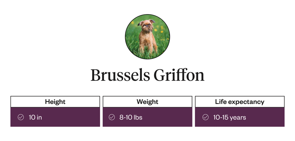 Brussels Griffon height, weight, life expectancy information