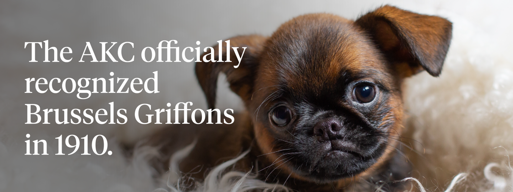 The AKC officially recognized Brussels Griffons in 1910