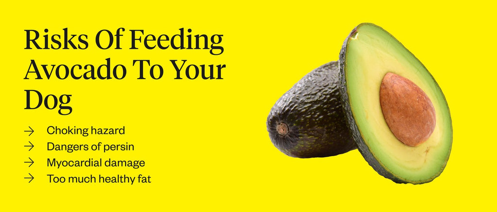 Can Dogs Eat Avocado: Is It Safe? | Dutch