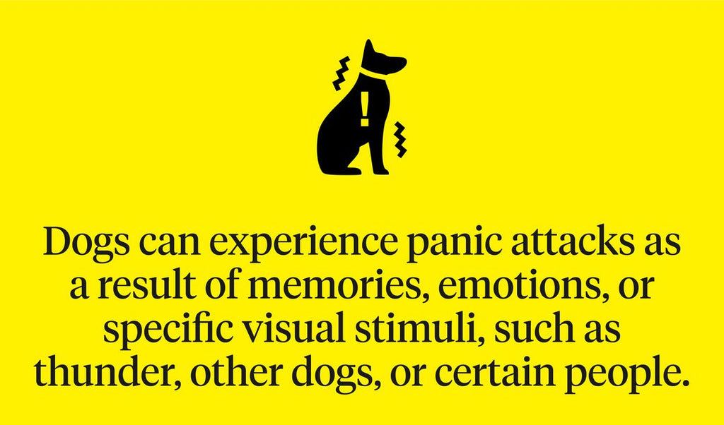 Dogs can experience panic attacks as a result of memories, emotions, or specific visual stimuli, such as thunder, dogs, or certain people