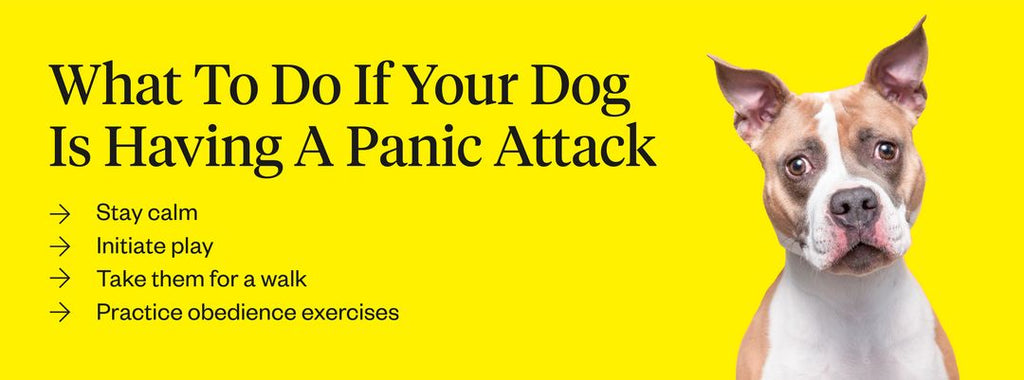 What to do if your dog is having a panic attack