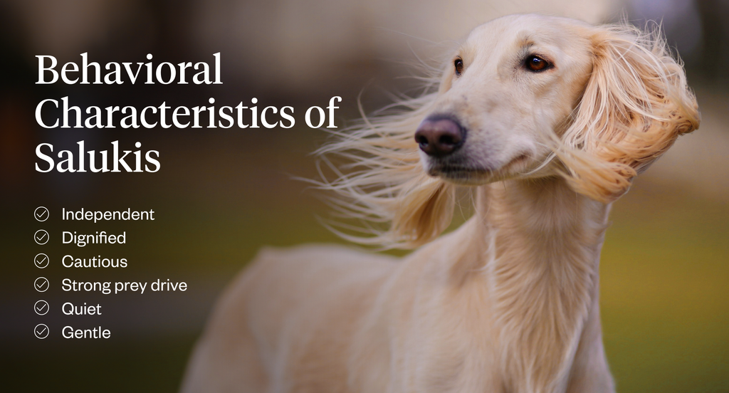 List of behavioral characteristics of Salukis, photo of Saluki in background