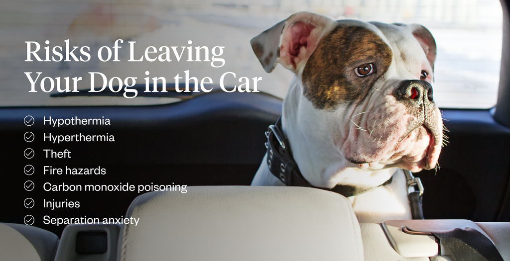 Risks of leaving your dog in the car