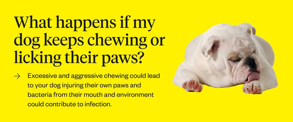why would a dog chew his paws