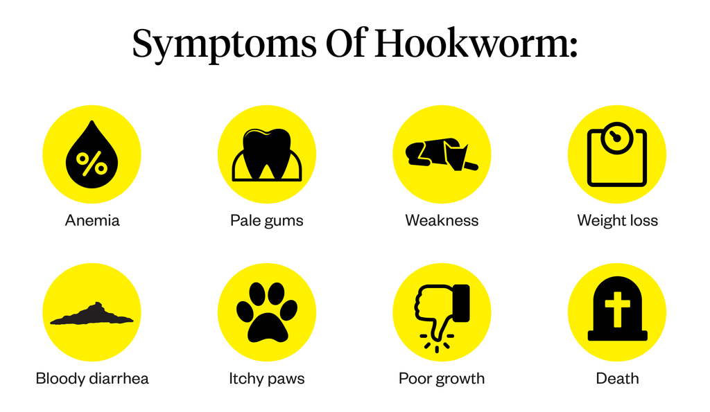 Graphic listing symptoms of hookworm in dogs