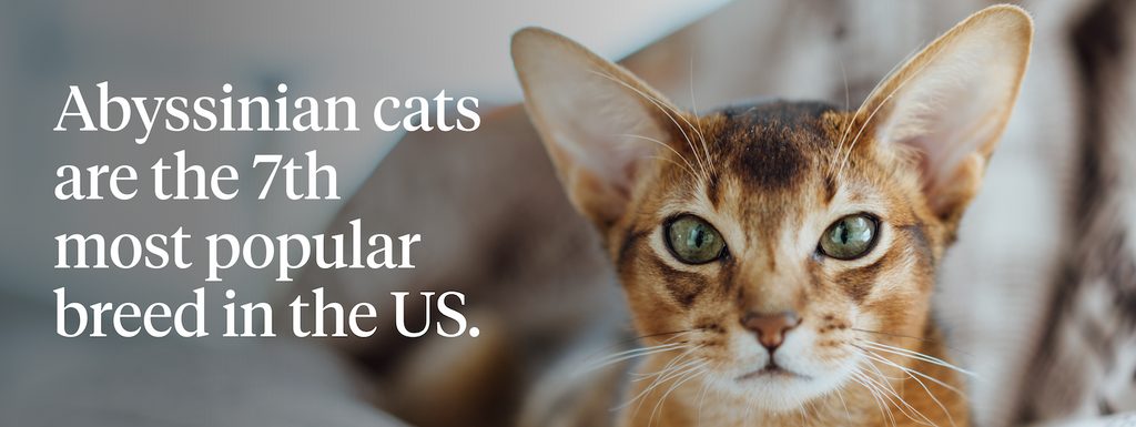 Abyssinian cats are the 7th most popular cats in the United States