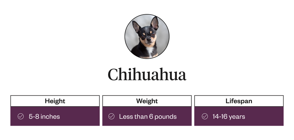 The average height, weight, and lifespan of Chihuahuas