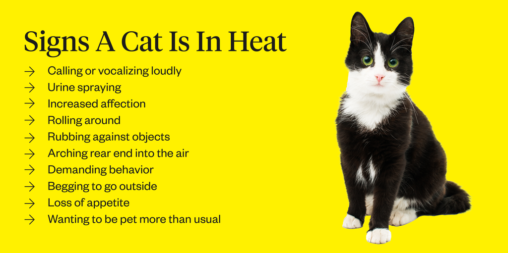How Long Does A Cat Stay In Heat Dutch