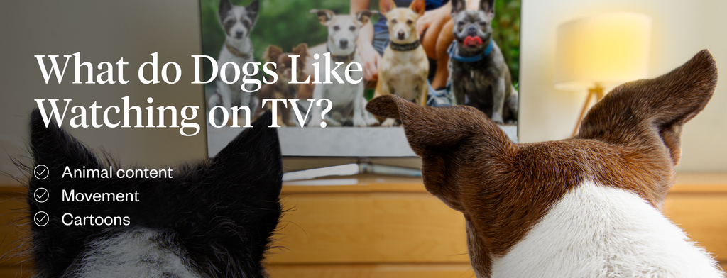 What do dogs linke watching TV?