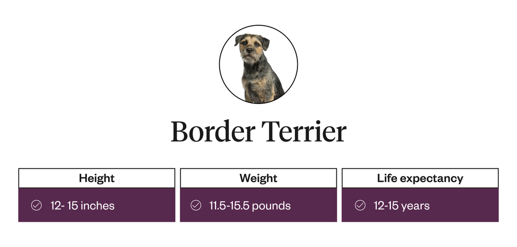 Physical attributes of border terriers