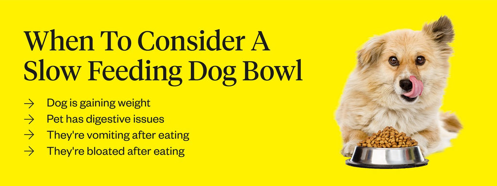 Are Slow Feeder Bowls Good for Dogs? Purpose & How to Use Them