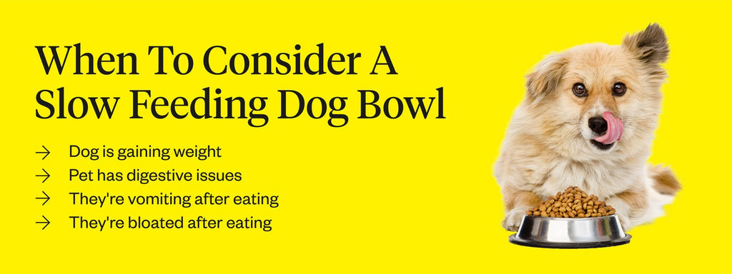 Best Slow Feeder Dog Bowls 2023, How to Slow Down Speedy Eaters