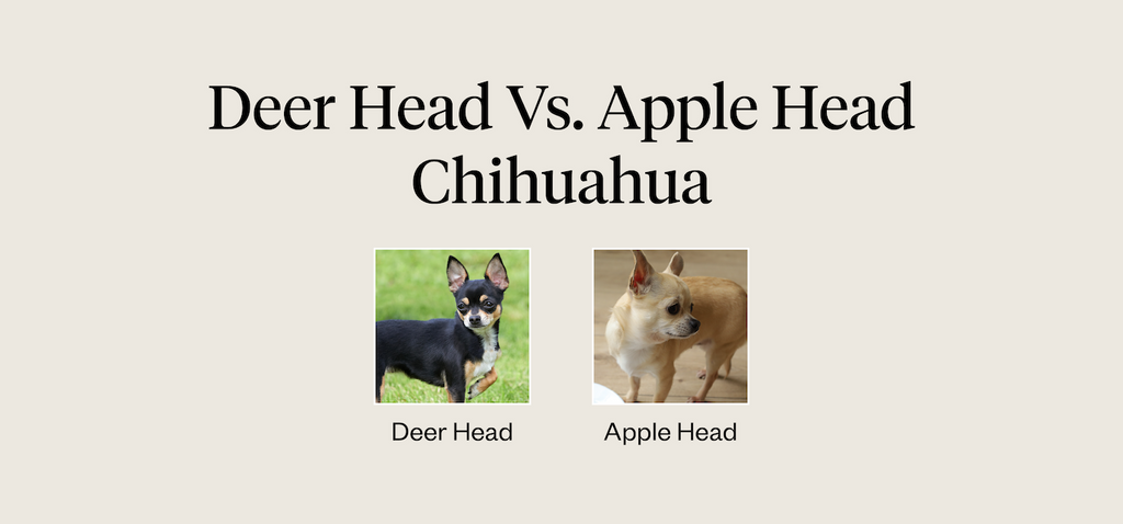 Deer head vs. apple head chihuahua