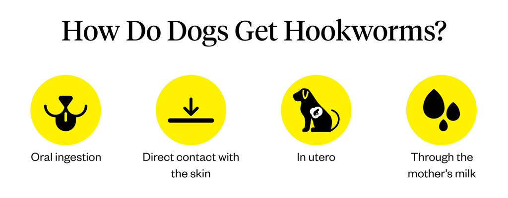 Graphic explaining how dogs get hookworms