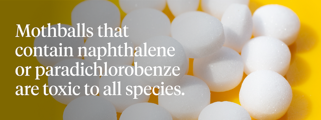 Mothballs that contain naphthalene or paradichorobenze are toxic to all species