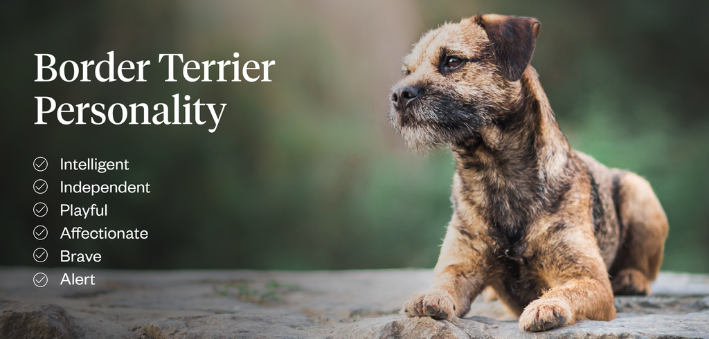 Border terrier personality