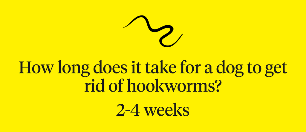 It takes 2-4 weeks to get rid of hookworms