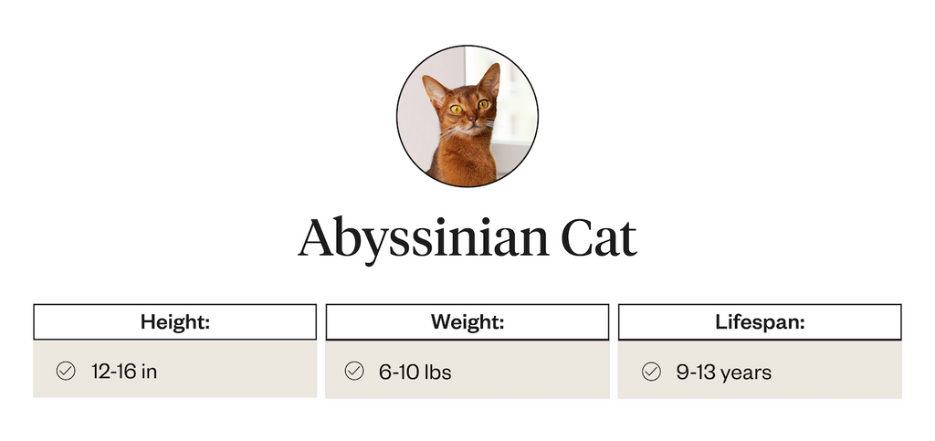 Abyssinian cat height, weight, and lifespan