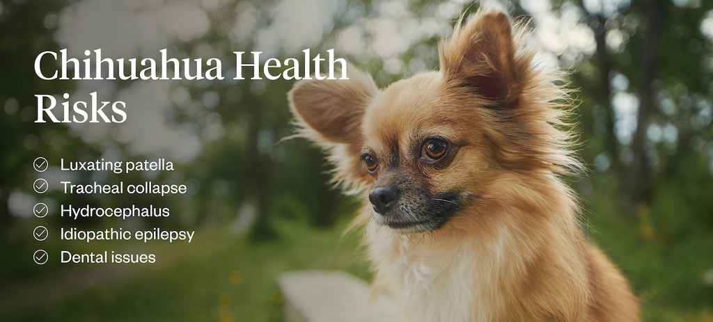 Chihuahua health risks: luxating patella, tracheal collapse, hydrocephalus, idiopathic epilepsy, dental issues